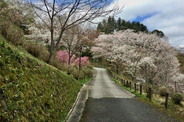日本の山、吉野へのプライベートガイド付き日帰りツアー