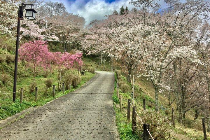日本の山、吉野へのプライベートガイド付き日帰りツアー