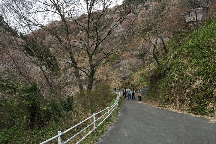日本の山、吉野へのプライベートガイド付き日帰りツアー