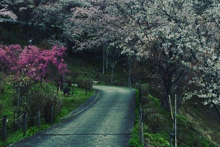 日本の山、吉野へのプライベートガイド付き日帰りツアー