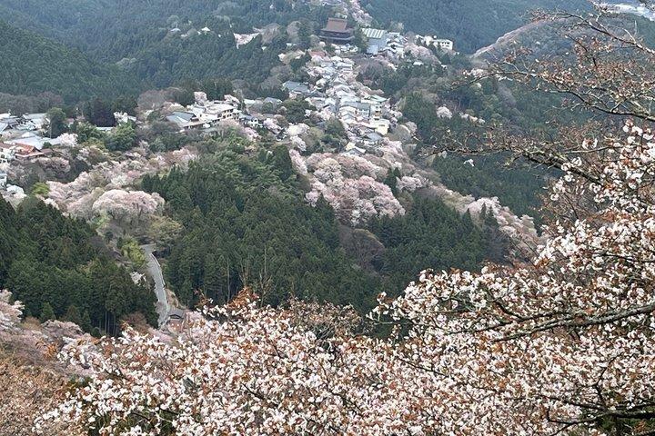 日本の山、吉野へのプライベートガイド付き日帰りツアー