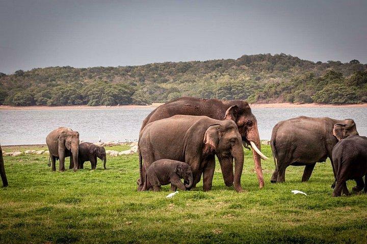 ミネリヤとカウドゥッラのジープサファリ野生動物ツアー