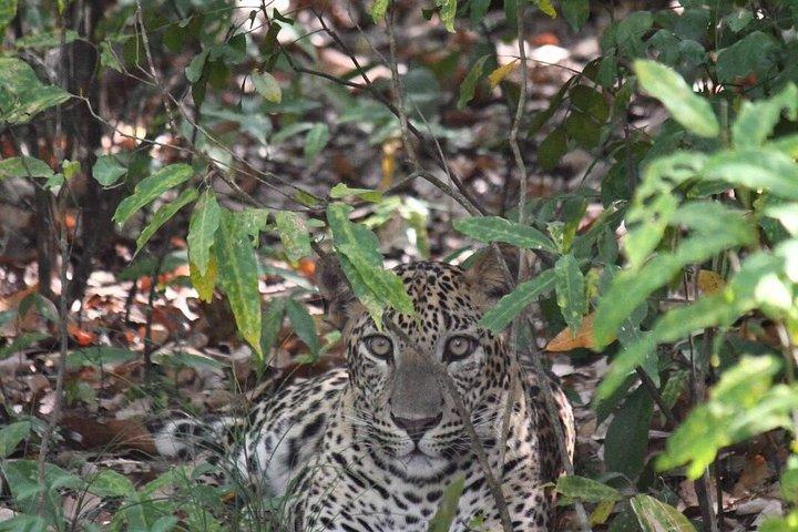 ミネリヤとカウドゥッラのジープサファリ野生動物ツアー