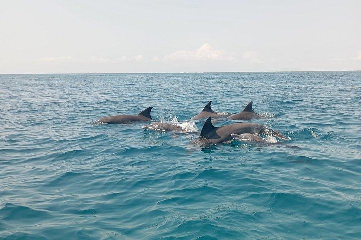 Wasini Dolphin et plongée en apnée