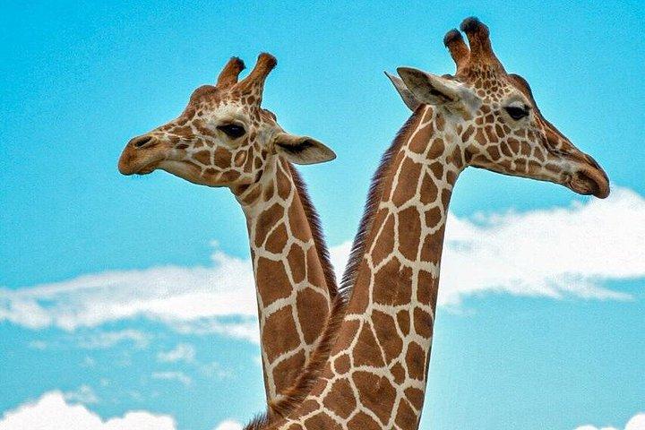 コスタリカ、ティーキシアでのサファリ付きVIPツアー。