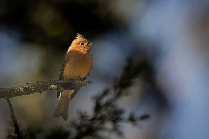 Bird watching in Mexico City, half day