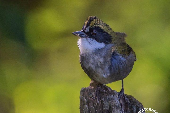 Bird watching in Mexico City, half day