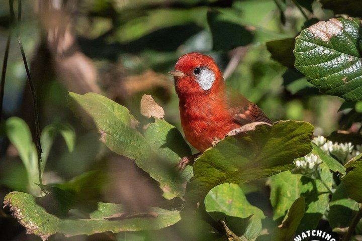 Bird watching in Mexico City, half day