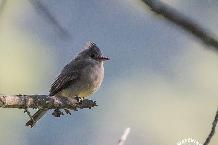 Bird watching in Mexico City, half day