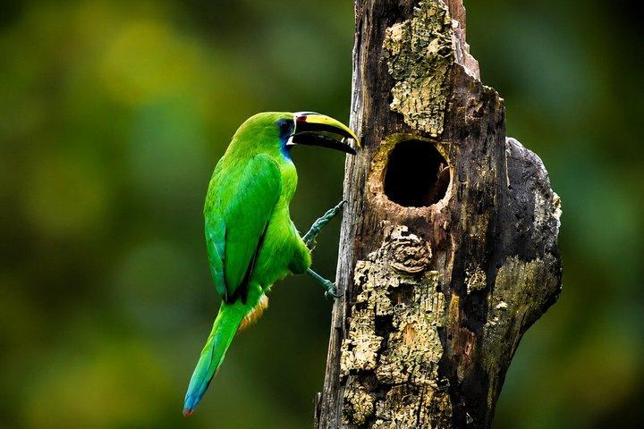 Monteverde Cloud Forest / Wildlife Tour / Local Naturalist