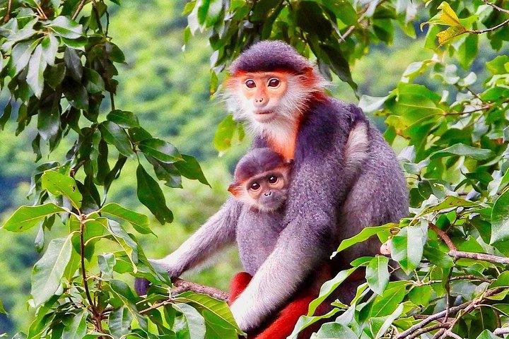 ソントラモンキーツアー：アカテングザル野生動物＆観光