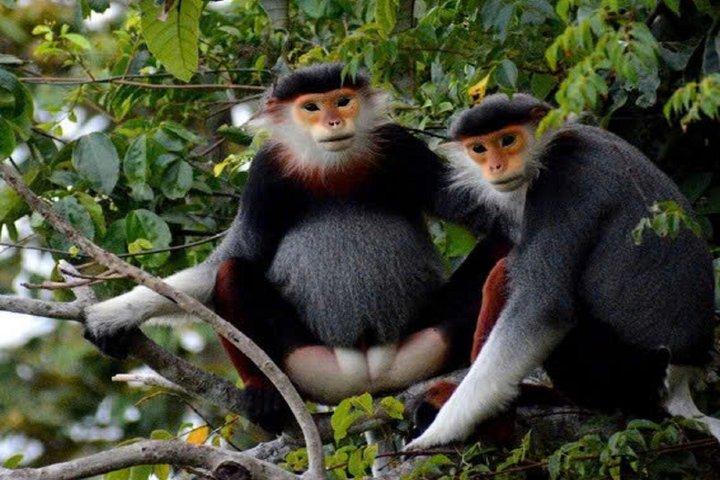 ソントラモンキーツアー：アカテングザル野生動物＆観光