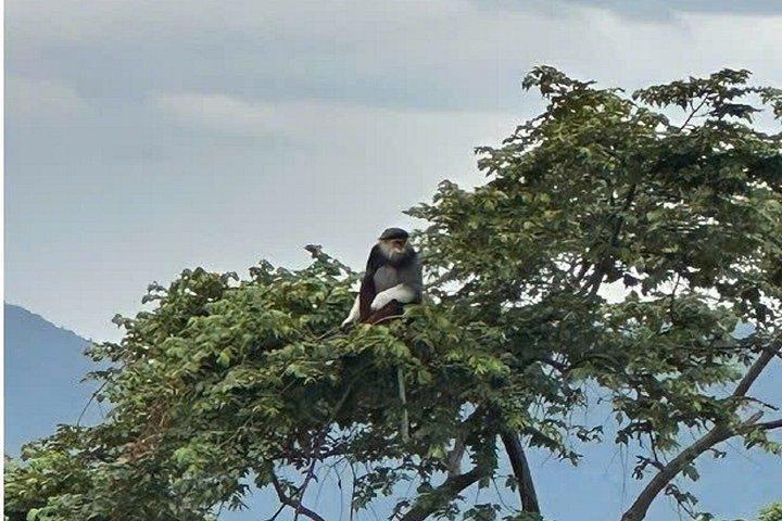 ソントラモンキーツアー：アカテングザル野生動物＆観光