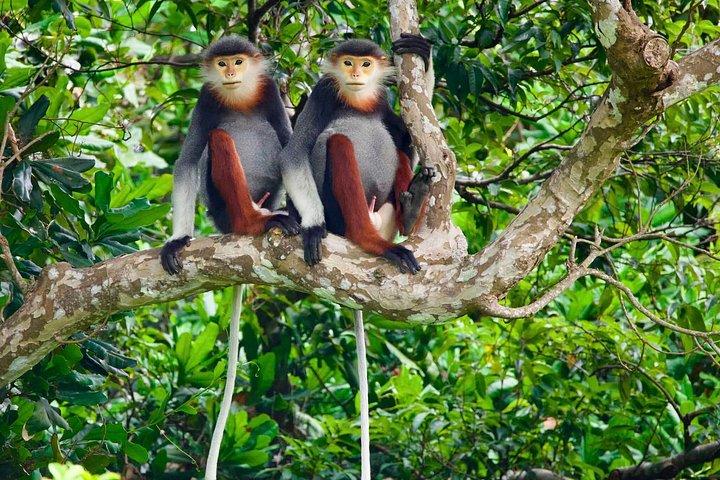 ソントラモンキーツアー：アカテングザル野生動物＆観光