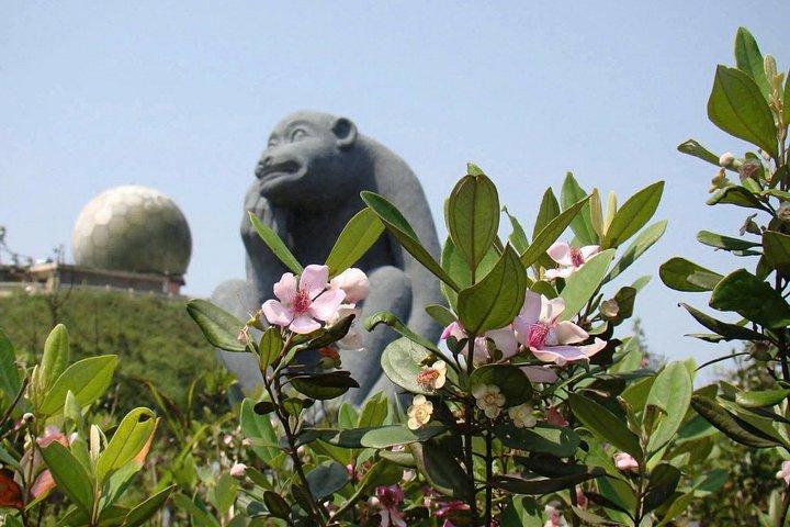 ソントラモンキーツアー：アカテングザル野生動物＆観光