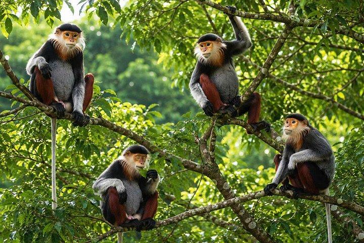 ソントラモンキーツアー：アカテングザル野生動物＆観光