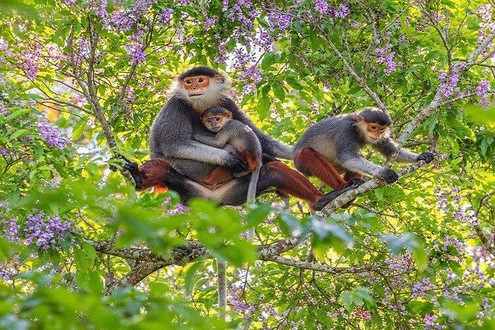 ソントラモンキーツアー：アカテングザル野生動物＆観光
