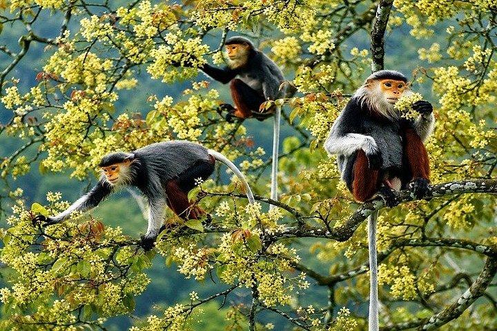ソントラモンキーツアー：アカテングザル野生動物＆観光