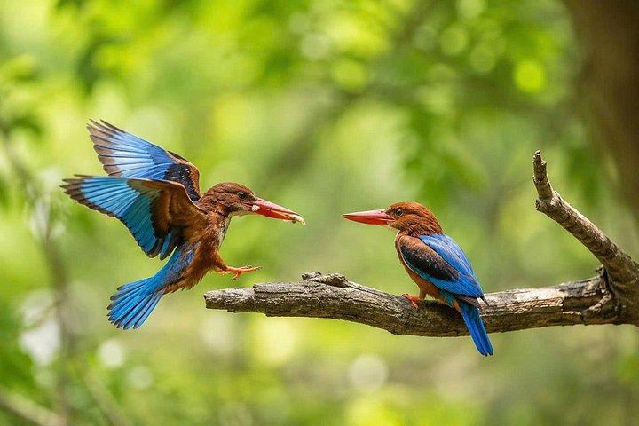 ソントラモンキーツアー：アカテングザル野生動物＆観光