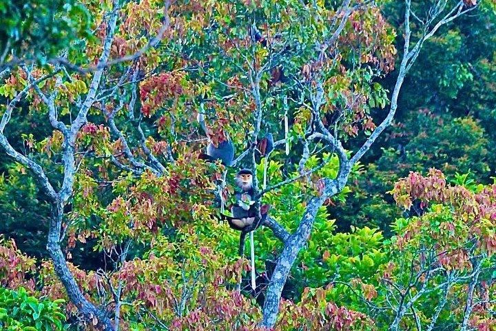 ソントラモンキーツアー：アカテングザル野生動物＆観光