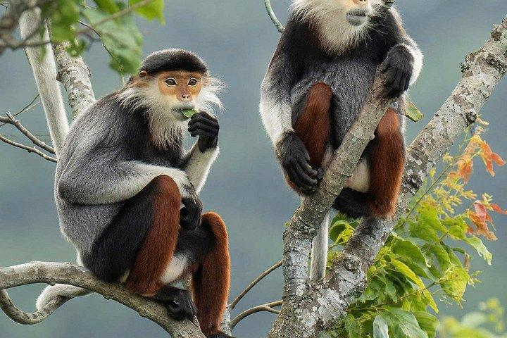 ソントラモンキーツアー：アカテングザル野生動物＆観光
