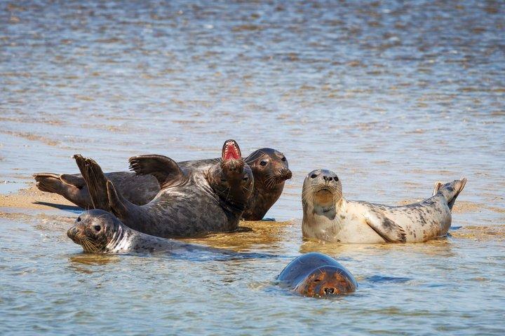 Wellfleet Harbor Seal Cruise Pequeno grupo passeio de barco em Cape Cod