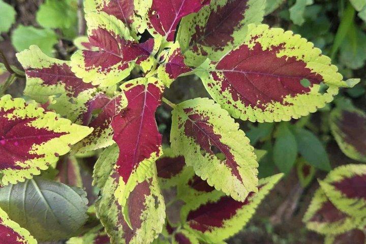 Guanacaste Tropical Farm Tour with Handcrafted Chip Tasting