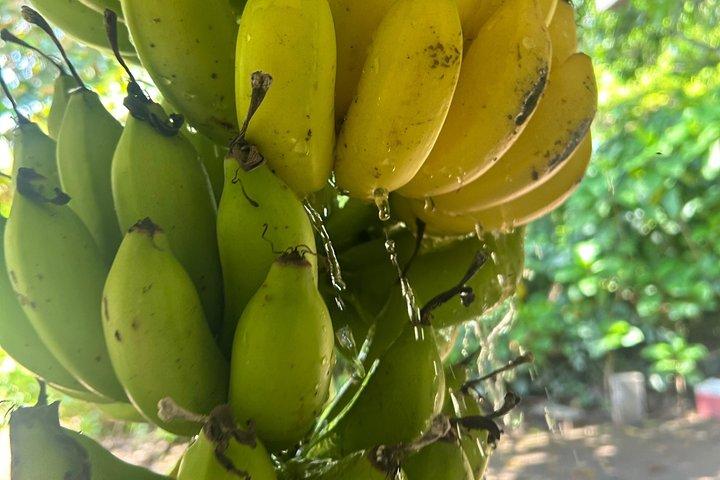 グアナカステ熱帯農園ツアーと手作りチップス試食会