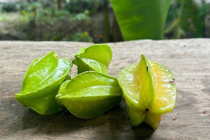 グアナカステ熱帯農園ツアーと手作りチップス試食会