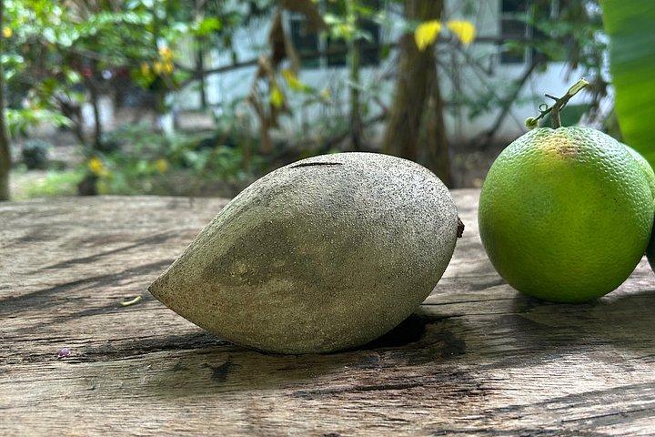 グアナカステ熱帯農園ツアーと手作りチップス試食会