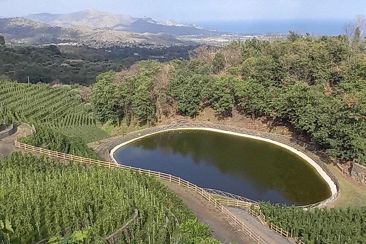 Degustação no Etna: Sabores Locais e Vinhos Etna DOC