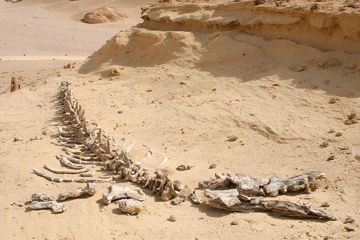 2-Day Private Fayoum and Alexandria Tour from Cairo