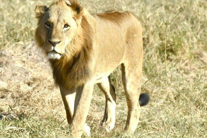 ツァボ東国立公園への一泊ツアー体験