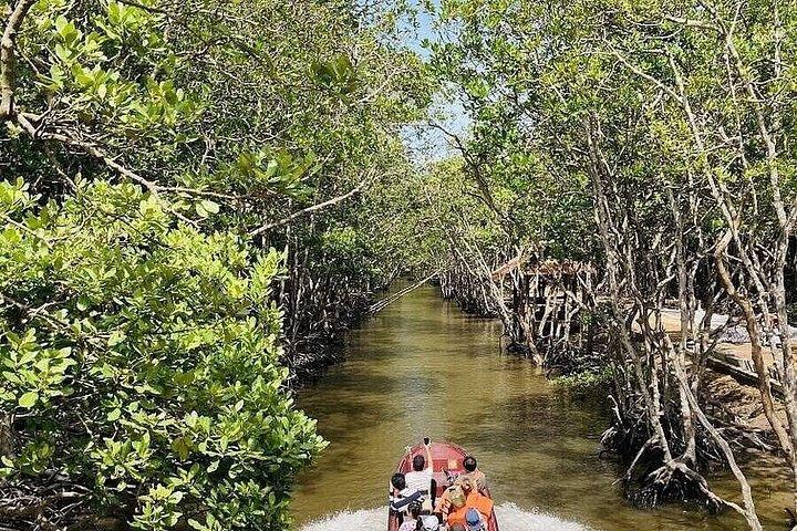 Can Gio: Jungle Trek & Mangrove Wildlife Experience