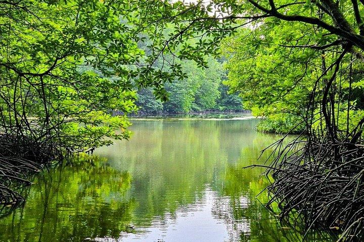 Can Gio: Jungle Trek & Mangrove Wildlife Experience