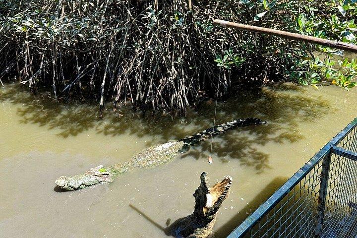 Can Gio: Jungle Trek & Mangrove Wildlife Experience