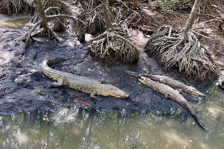 Can Gio: Jungle Trek & Mangrove Wildlife Experience