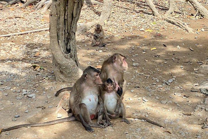 Can Gio: Jungle Trek & Mangrove Wildlife Experience