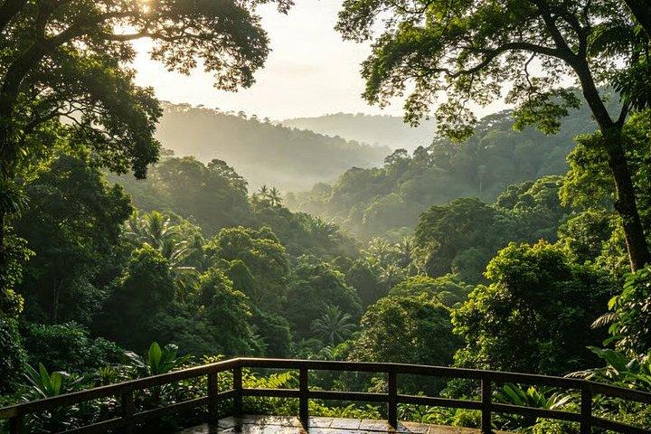 Singapore Bukit Timah Rainforest Discovery with Coffee