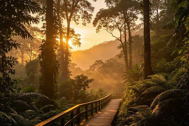 Singapore Bukit Timah Rainforest Discovery with Coffee