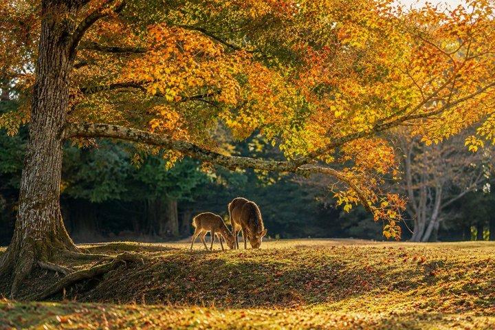 Private Nara Tagesausflug Kulturelle Highlights von Kyoto