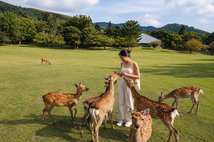 京都発、奈良日帰り文化スポット