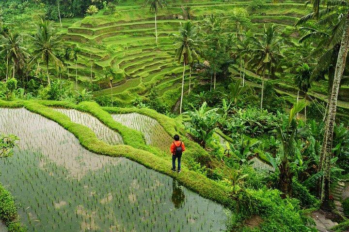 Ubud Private Tour med Monkey Forest, Swing og Vandfald