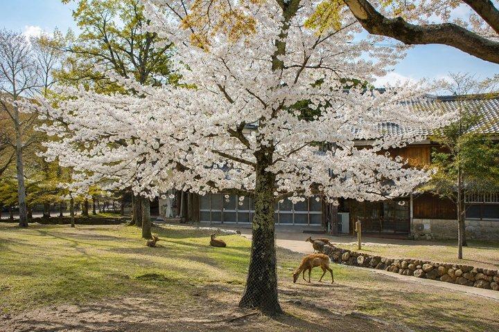 京都発、奈良日帰り文化スポット