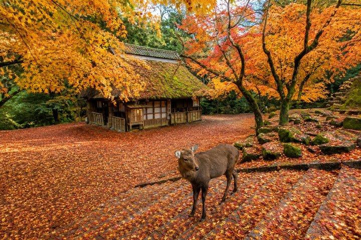 京都発、奈良日帰り文化スポット