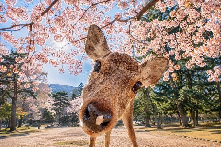 京都発、奈良日帰り文化スポット