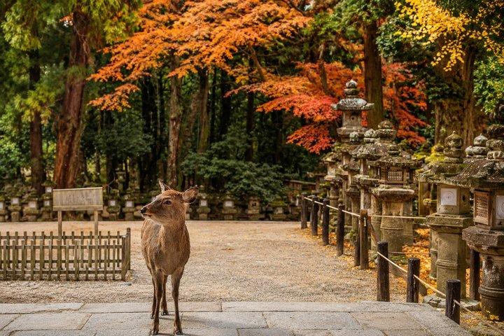 京都発、奈良日帰り文化スポット