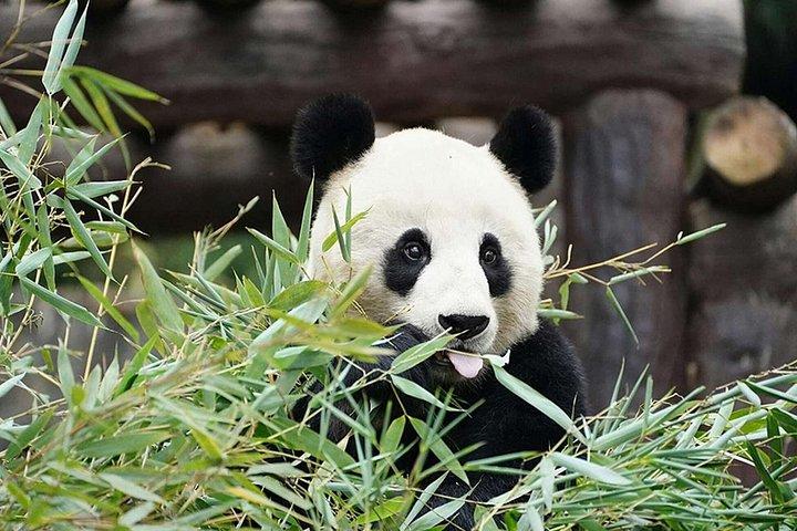 成都パンダと楽山ジャイアントブッダ日帰りツアー
