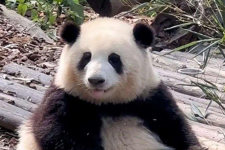 成都パンダと楽山ジャイアントブッダ日帰りツアー