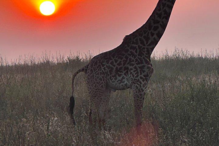 Three Day Maasai Mara 4x4 Safari from Nairobi